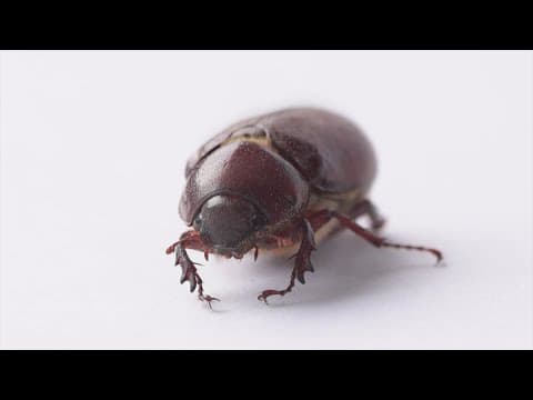 Why are there so many June bugs in Houston?