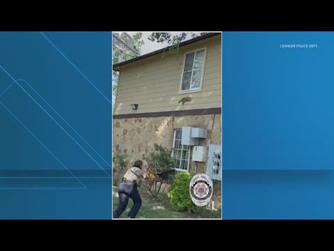 Baby raccoon rescued from tree in Leander, Texas