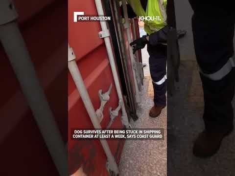 Dog survives in shipping container at Port Houston for at least a week, says Coast Guard