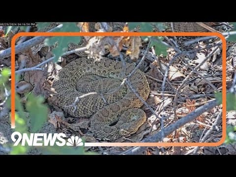 Colorado 'mega den' of rattlesnakes growing even bigger