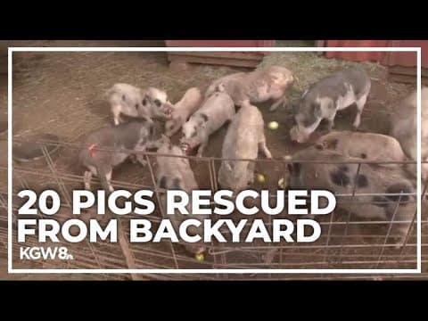 20 pigs rescued from Portland backyard