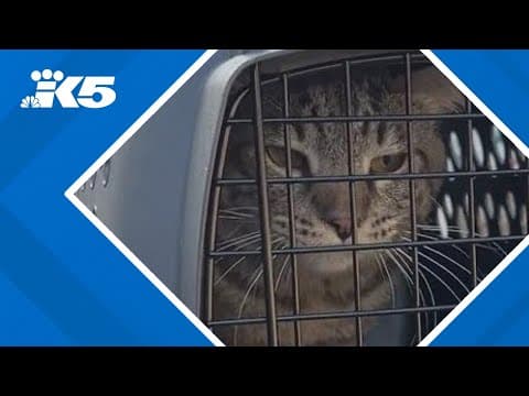 100 cats rescued from 'biohazardous apartment' in Federal Way