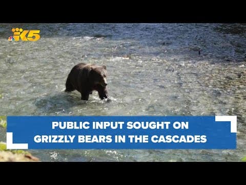 National Park Service seeking input on reintroducing grizzly bears to the North Cascades