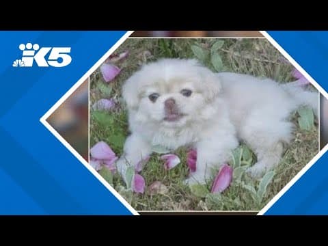 Retired couple's puppy stolen from Fife home during suspected scam