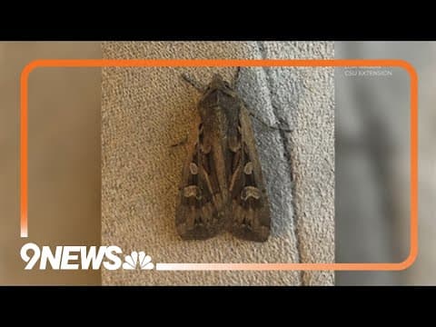 Miller moth migration is about to begin: Be kind to these pollinators