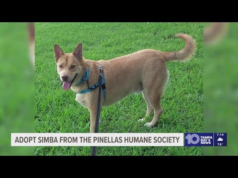 Adopt Simba from the Pinellas County Humane Society!