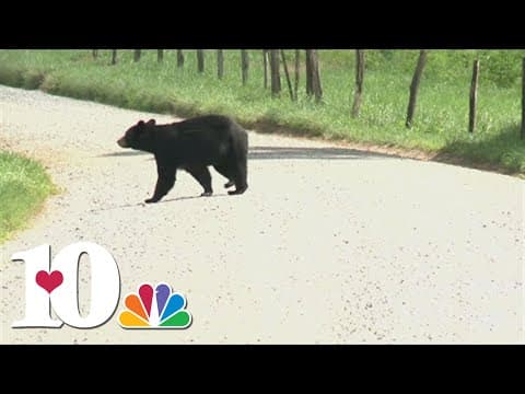 TWRA urges safety as bear activity increases, 30 vehicle accidents involving bears reported in 2024