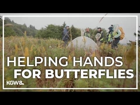 How humans can help save endangered butterflies