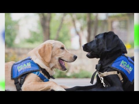 ICAN launches apprenticeship program