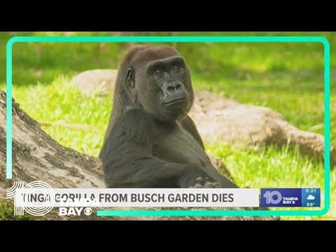 Busch Gardens Tampa Bay gorilla dies after illness