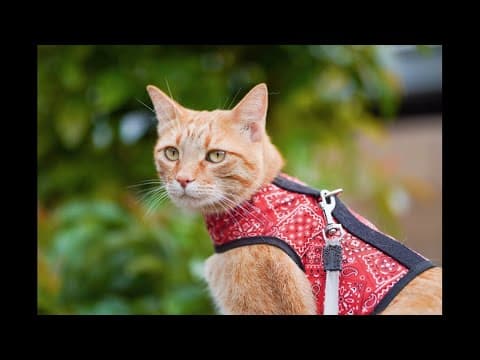 Encinitas cat crowned Newsweek's inaugural 'Pet of the Year'
