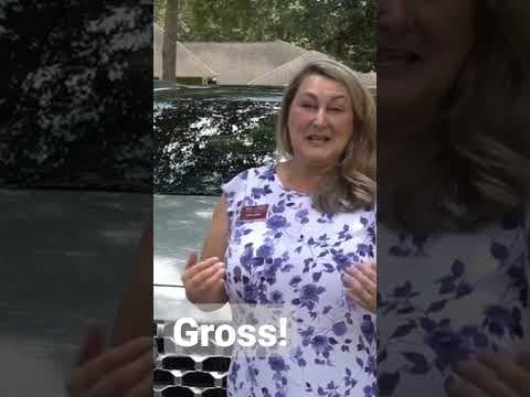 Millions of Midge bugs plague Causeway drivers. #weather #news