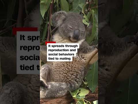 Vaccine aims to treat chlamydia in Australia’s koala population