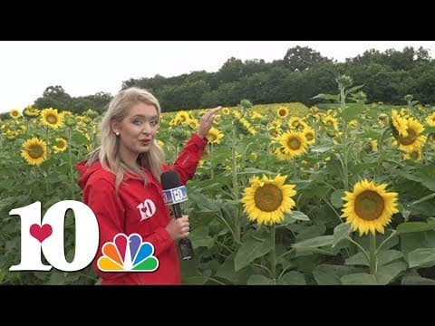 10About Town: Sunflowers are in bloom at Nightfall Acres