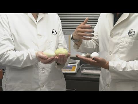 Zoo Day | Condor eggs