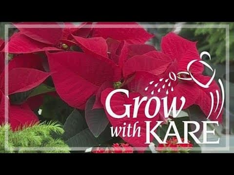 Grow with KARE: Keeping poinsettias past Christmas