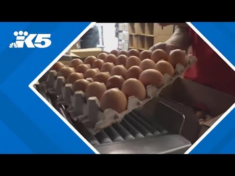 Budget-friendly alternatives for eggs