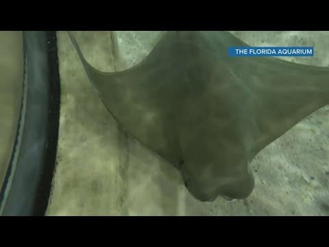 Florida Aquarium's early detection of rare cancer allows stingray to remain stable and thrive