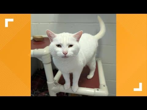 Pets of the Week: 5-31-2025