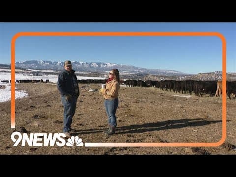 1 month since more wolves released in western Colorado