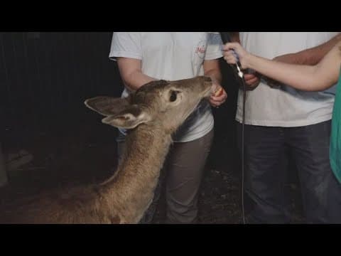 East Tennessee petting zoo open for full season