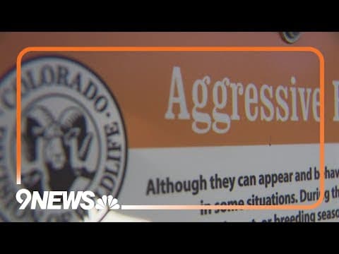 Woman injured in third Estes Park elk attack in 8 days