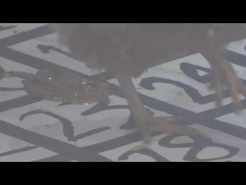 Chicken Drop Bingo comes to New Orleans!