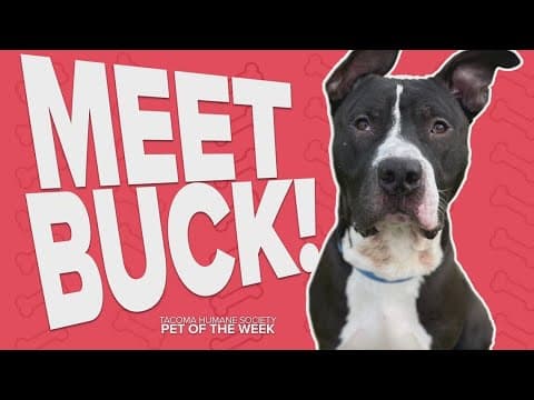 Adoptable Pet of the Week: Buck
