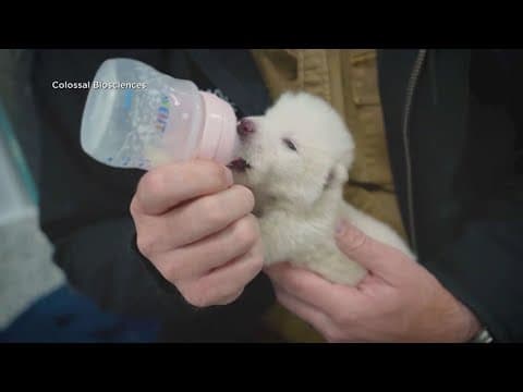 Research company brings the dire wolf back to life after 12,000 years