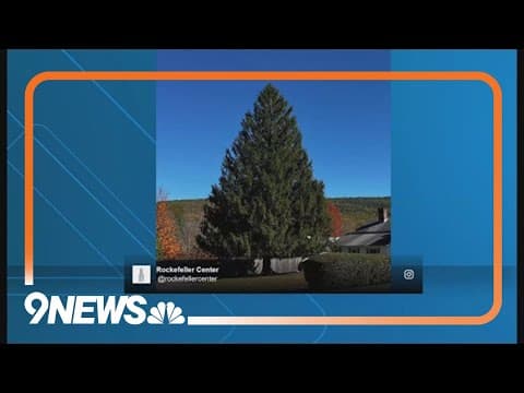Rockefeller Center picks out its Christmas tree from someone's lawn