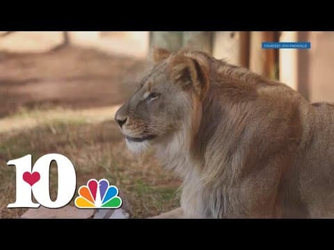 Happy birthday! | Zoo Knoxville lions turned 2 years old on Dec. 21
