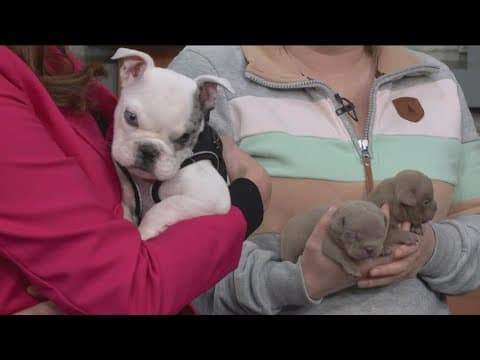 Puppies come to the KARE 11 Studio!
