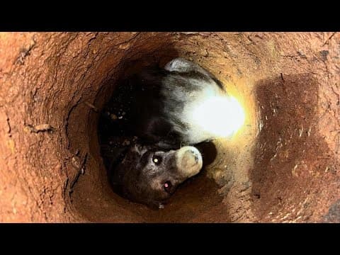 Elderly dog rescued after falling in 4-foot-deep hole in Spotsylvania