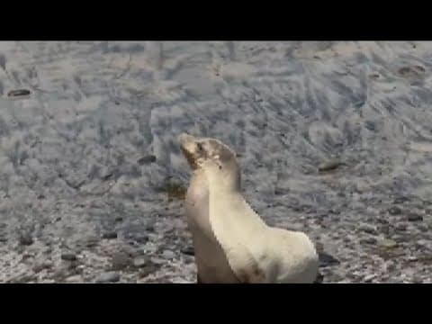 Sea lion exhibiting symptoms of domoic acid rescued in Carlsbad