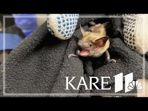 Help, right off the bat: Teamwork saves 60 bats found at Miltona lake house