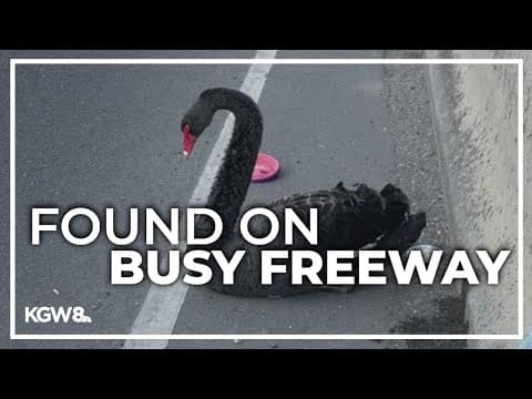 Injured rare black swan rescued, euthanized