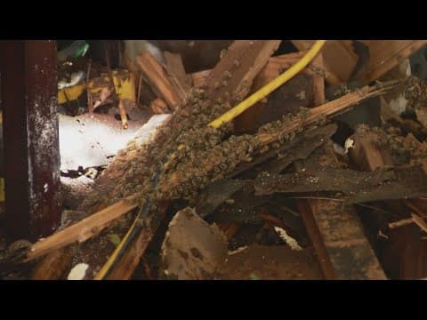 Hurricane Beryl: Man escapes home just in time as tree full of bees falls through his roof