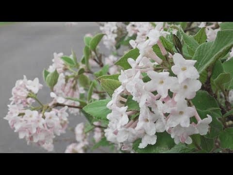 Knoxville's Baxter Gardens to close permanently to the public