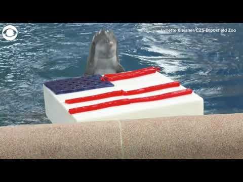 Animals enjoying 4th of July-themed treats at a zoo in Illinois