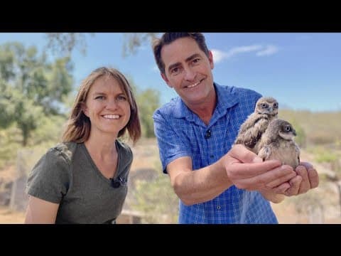 Baby owlets are the new 'Who's Who' of Escondido bird ranch