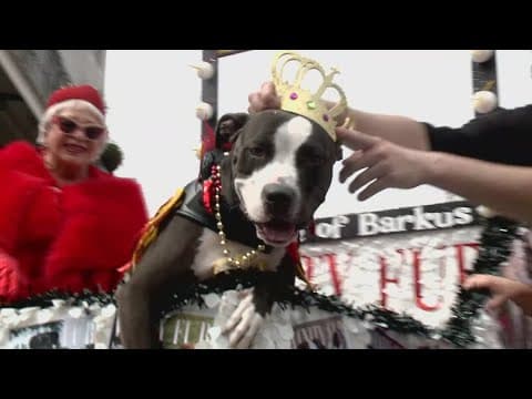 A doggone good time at Krewe of Barkus in New Orleans