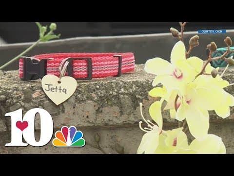 10Investigates: Woman accused of dog abuse in Canada offering care in Knoxville