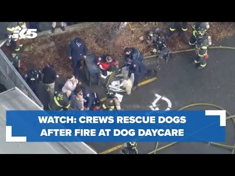 Watch: Crews rescue dogs after fire at dog daycare