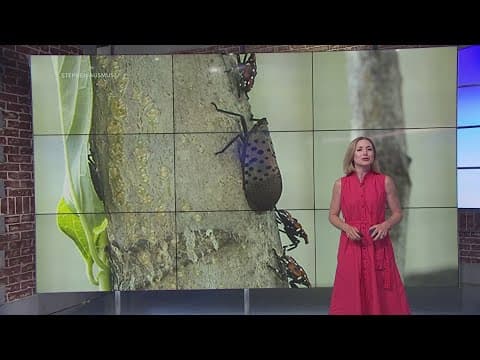 Spotted lanternflies pose threat to Virginia vineyard