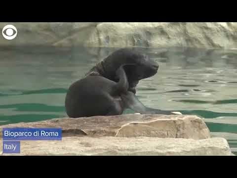 Baby sea lion born at zoo in Rome, Italy