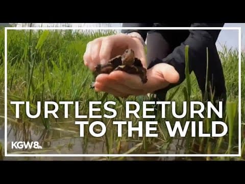 Endangered turtles from Oregon Zoo released to the wild