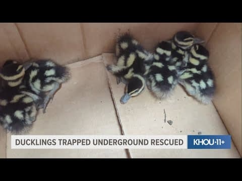 Houston firefighters save trapped ducklings before storms roll in
