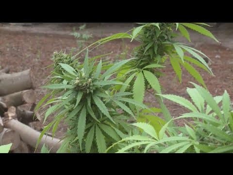 DFL politicians host news conference regarding possible cannabis legalization