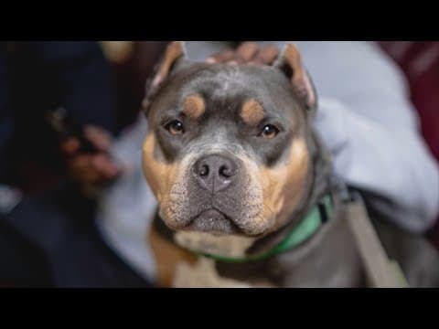 Emotional support dog stolen from car