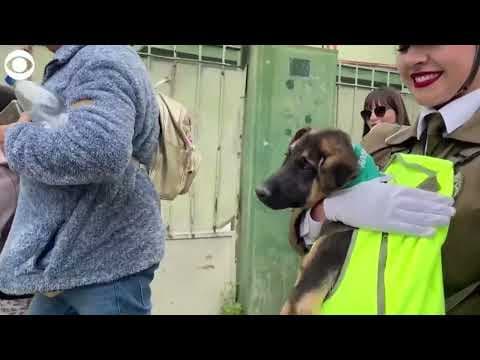 Dogs steal show during military parade in Chile